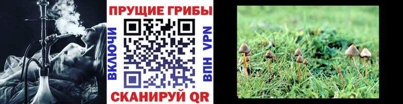 Галлюциногенные грибы MAGIC MUSHROOMS  кракен рабочий сайт  Гусев 
